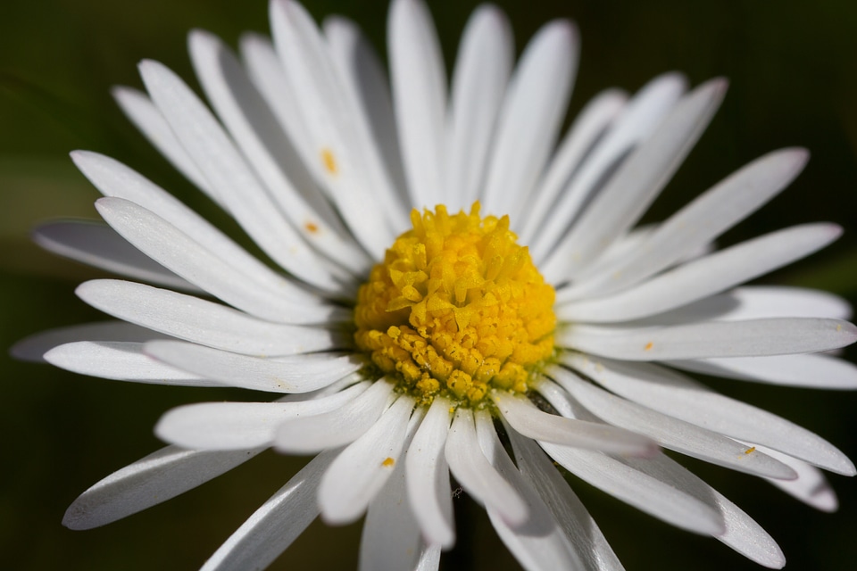 Plant nature fauna
