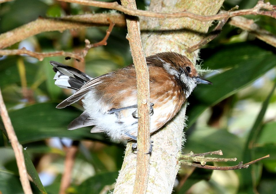 HAWAI'I ELEPAIO (8-30-2017) hakalau forest national wildlife refuge, hawaii co, hawaii -03