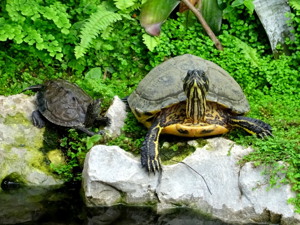 Terrapins Hall Place Bexley