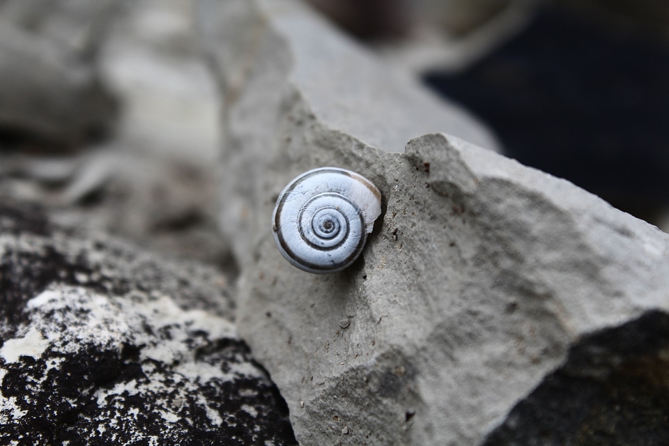 Spiral shell close up