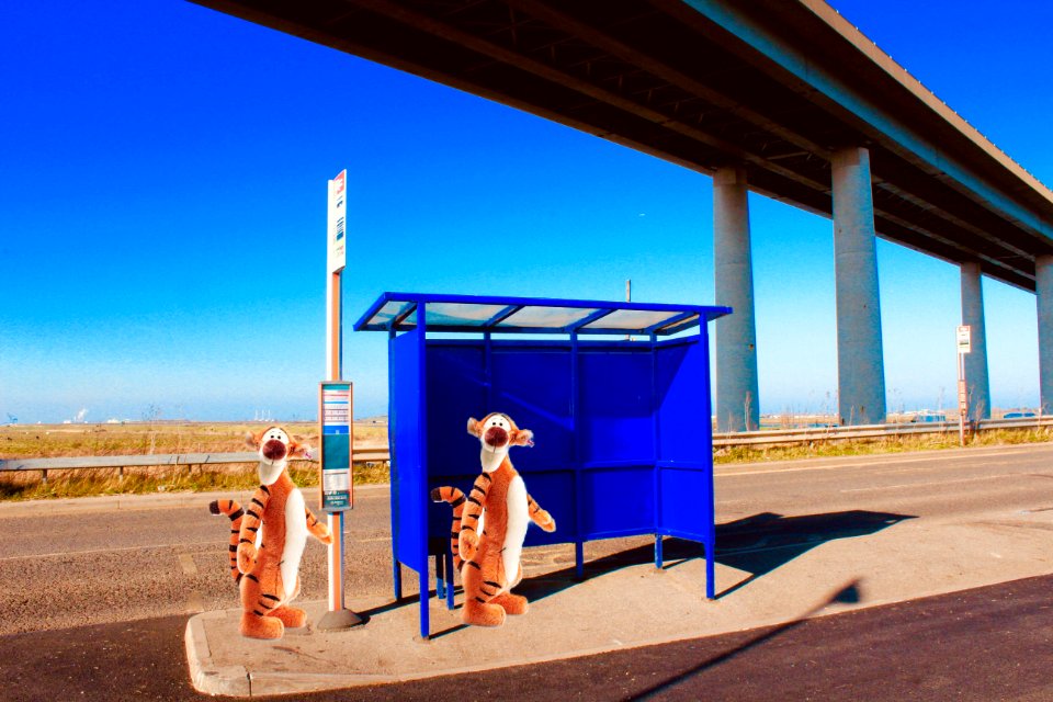Waiting for a Leyland Tiger