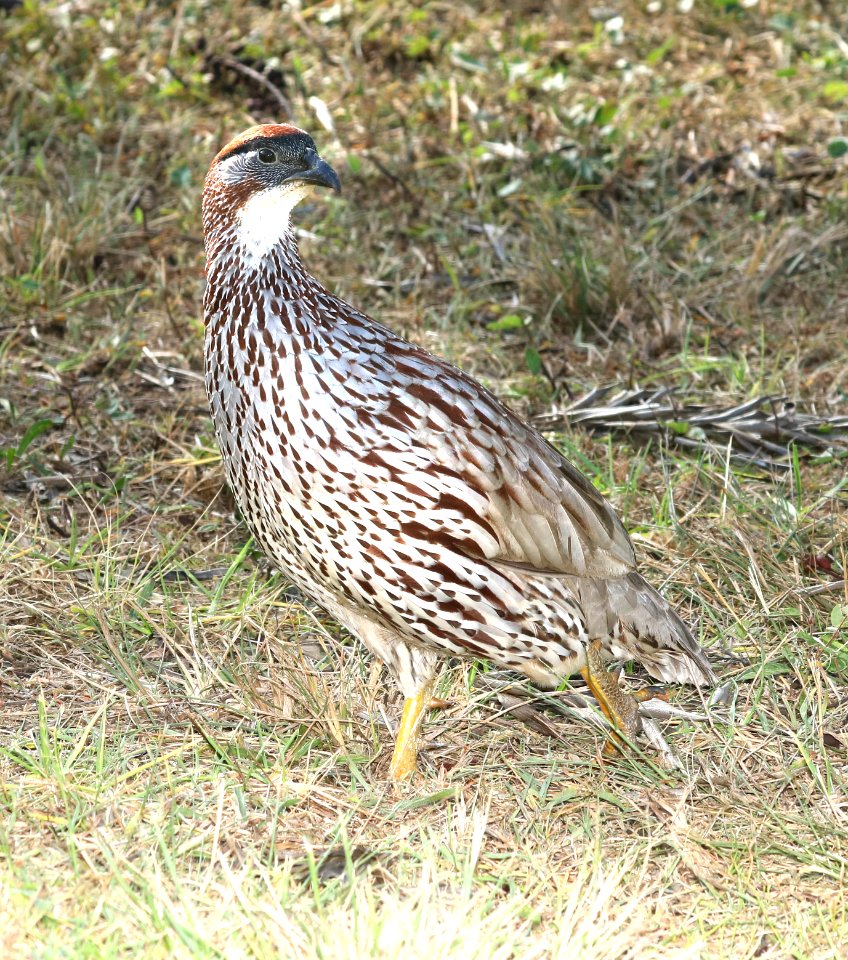 ERCKEL'S FRANCOLIN (8-29-2017) makalei golf club, kalaoa, hawaii co, hawaii-05
