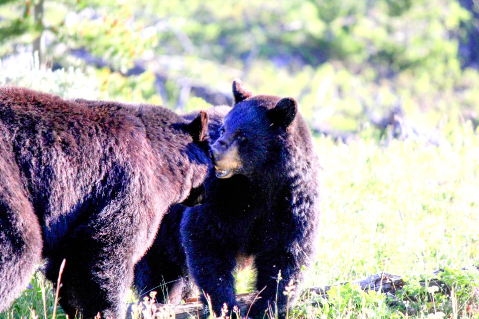 Black bears near Petrified Tree