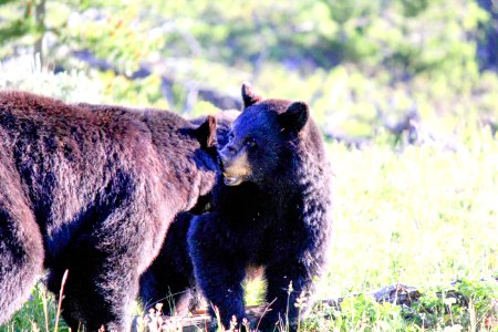 Black bears near Petrified Tree