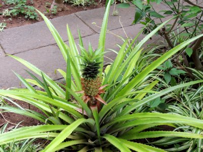 Ananas comosus (L.) Merr. Bromeliaceae.