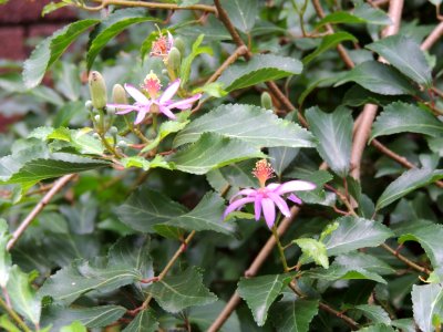 Grewia occidentalis L. Malvaceae.