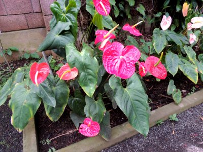 Anthurium andraeanum Linden. Araceae. "Corazón chino, lengua del diablo".