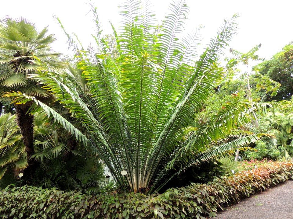 Encephalartos laurentianus De Wild. Zamiaceae.