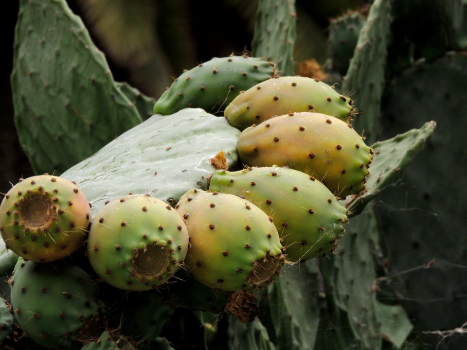 Opuntia ficus-indica (L.) Mill. Cactaceae. "Chumbera; tunera".