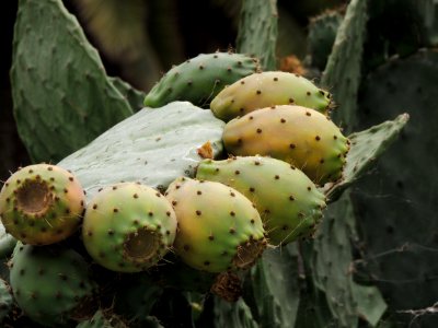 Opuntia ficus-indica (L.) Mill. Cactaceae. "Chumbera; tunera".