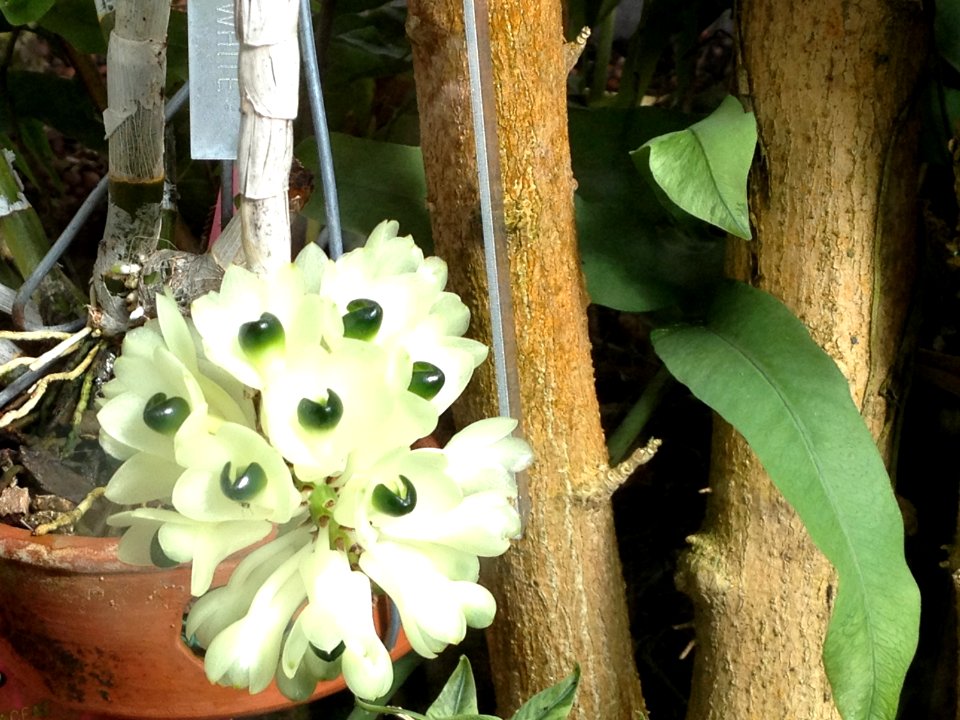 Dendrobium smilliae F. Muell. Orchidaceae. "Bottle brush orchid"