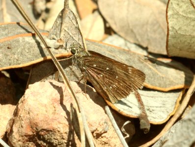 ROADSIDE-SKIPPER, ELISSA (Amblyscirtes elissa) (8-12-2018) upper humboldt canyon, patagonia mts, santa cruz co, az -01