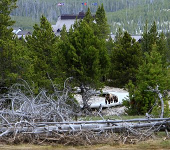 Grizzly Sow and Yearling on Boardwalk in Upper Geyser Basin