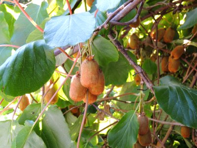 Actinidia chinensis Planch. Actinidiaceae. "Kiwi".