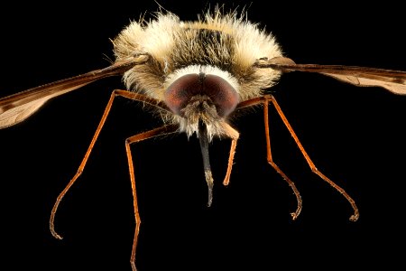 Bee-fly - Bombylius sp.