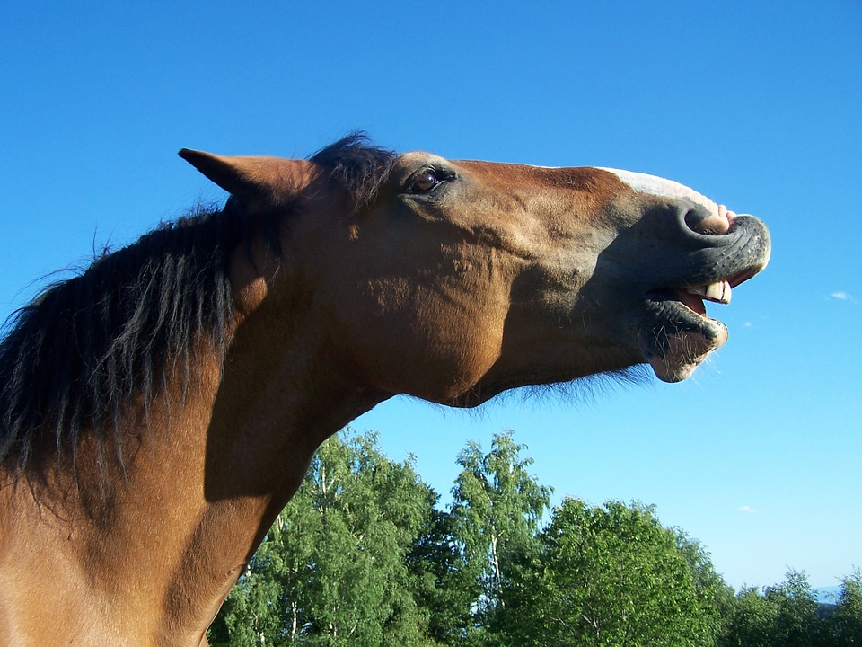 Animal funny blue funny