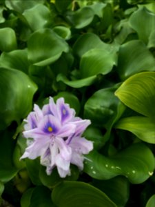 A Cluster of Purple Flowers
