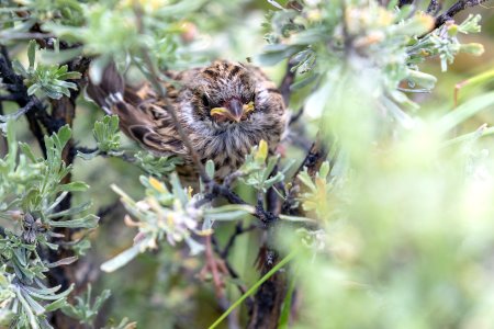 Sparrow fledgeling in a sagebrush photo