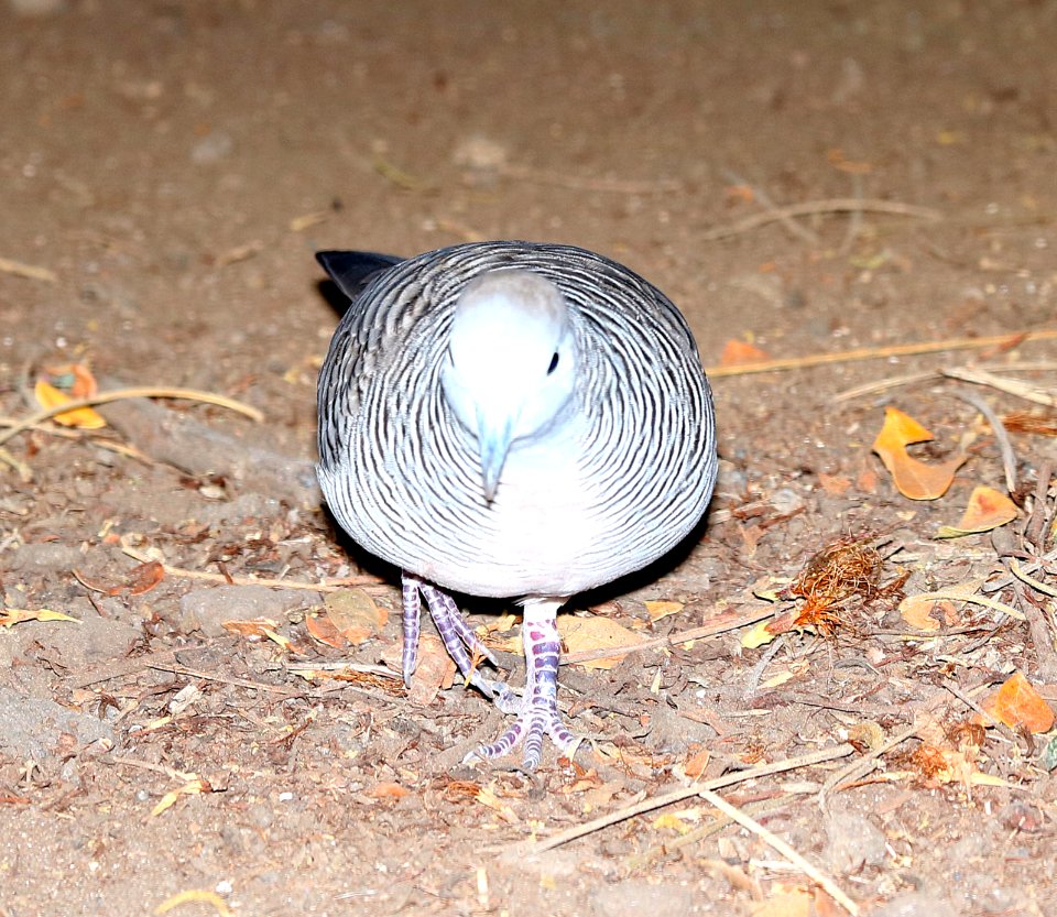 ZEBRA DOVE (8-28-2017) keauhou bay, kona coast, hawaii co, hawaii -02