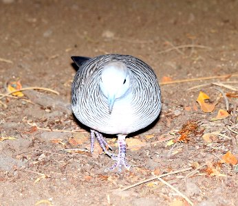 ZEBRA DOVE (8-28-2017) keauhou bay, kona coast, hawaii co, hawaii -02