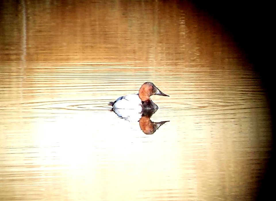 040 - CANVASBACK (12-17-2015) bog hole, san rafael grasslands, santa cruz co, az -01