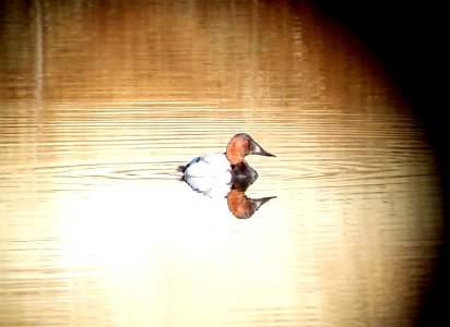 040 - CANVASBACK (12-17-2015) bog hole, san rafael grasslands, santa cruz co, az -01