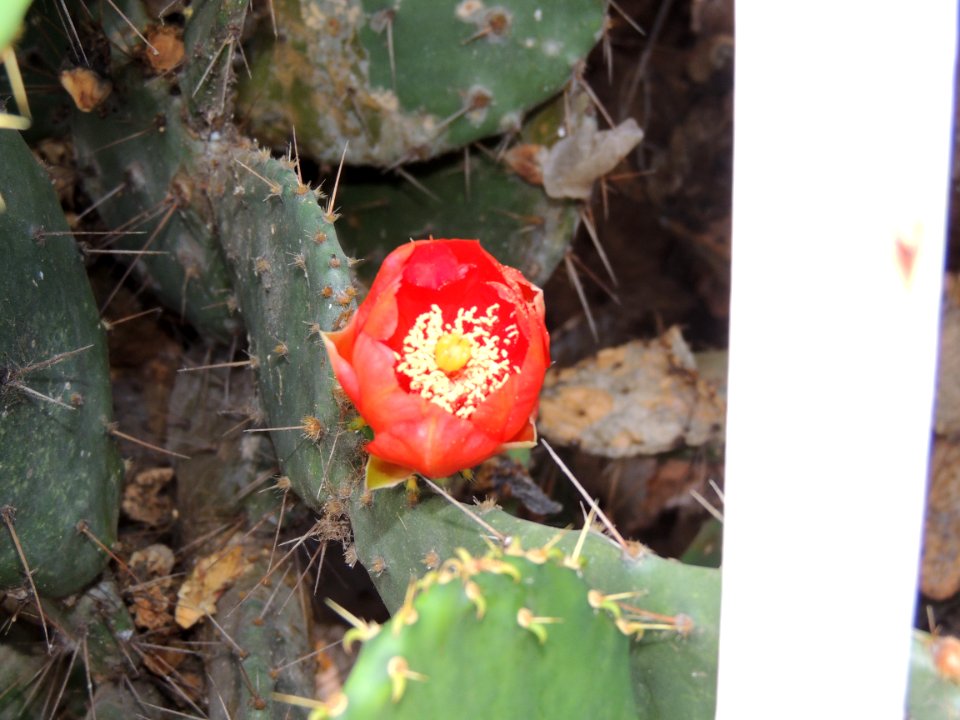 Opuntia sp. Cactaceae.