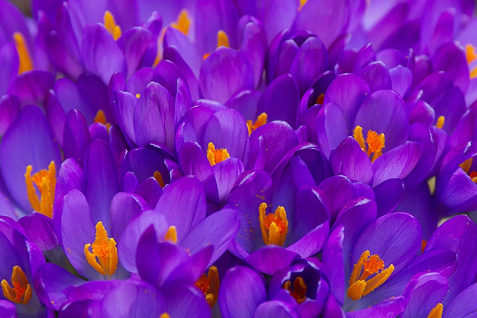 Plant purple flower photo
