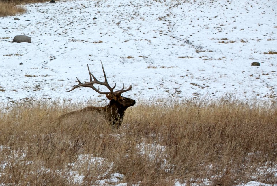 Bull elk near Phantom Lake