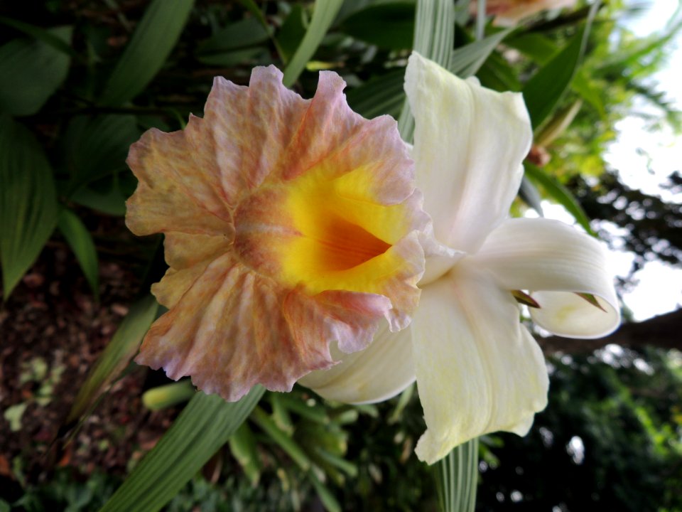 Sobralia x mirabilis (Sobralia macrantha Lindl. x S. veitchii). Orchidaceae.