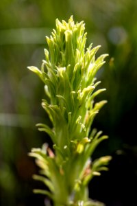 Sulphur Indian Paintbrush - Castilleja sulphurea