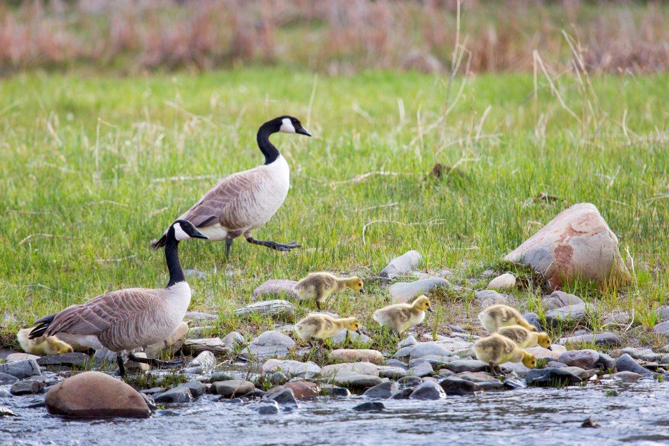 Canada geese and goslings
