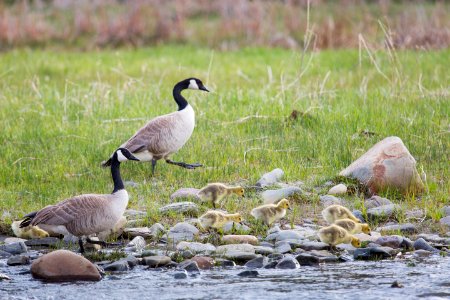 Canada geese and goslings photo