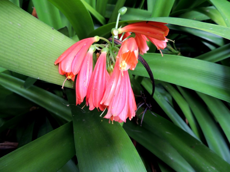 Clivia miniata Regel. Amaryllidaceae. "Kaffir lily."