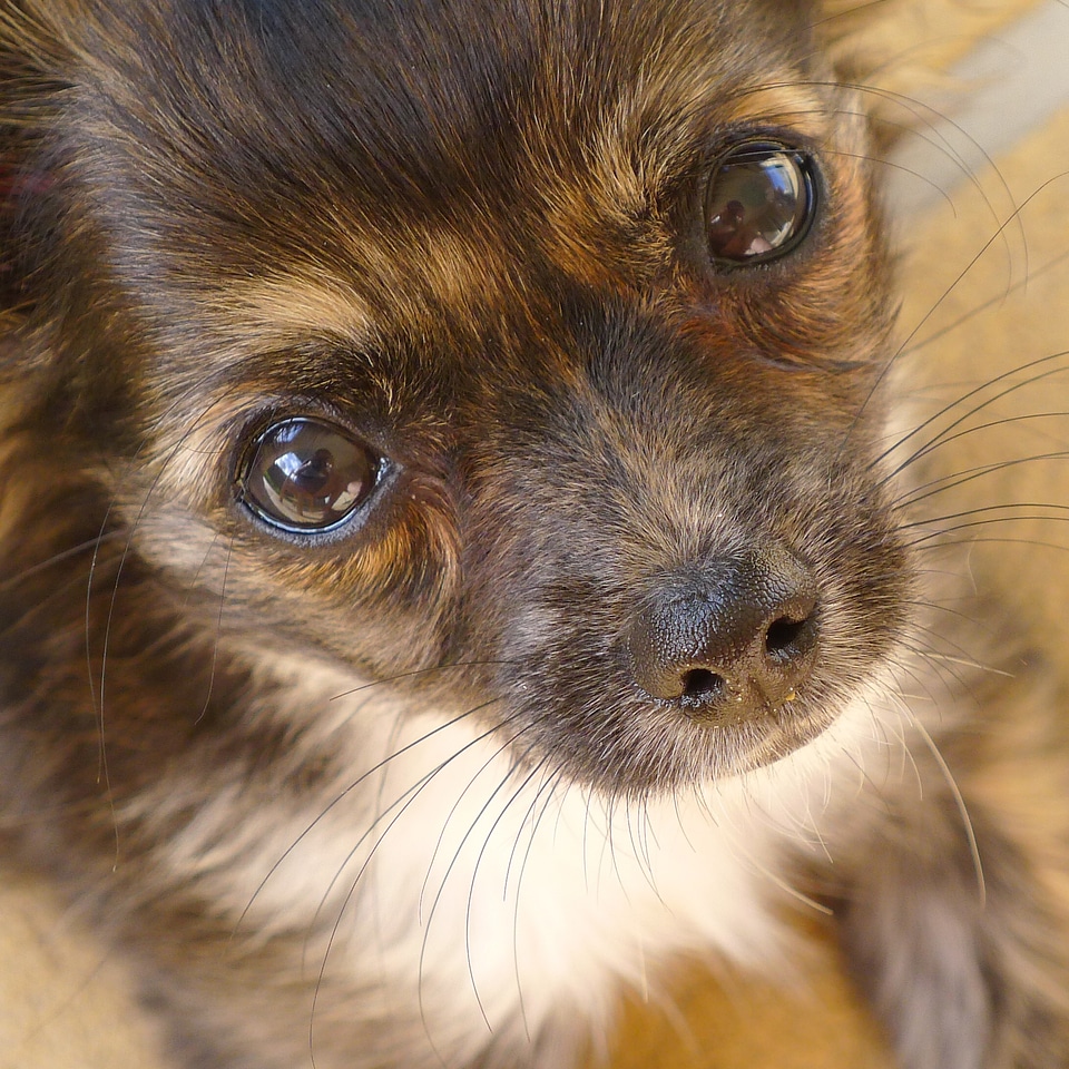 Adorable irresistible chihuahua