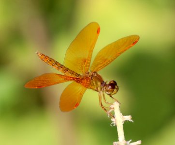 AMBERWING, MEXICAN (Perithemis intensa) (9-27-2020) pesqueira pit, santa cruz co, az -02 male