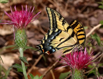 TWO-TAILED SWALLOWTAIL (Papilio multicaudata) (8-18-2020) garden canyon just above second pictograph site, huachuca mts, cochise co, az -03