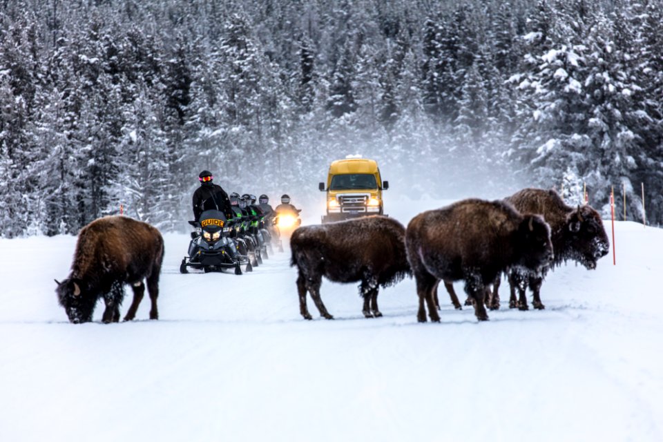 Snowmobiles and Snowcoaches passing bison on the road