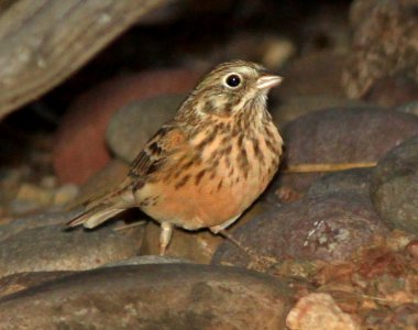 SPARROW, VESPER (11-7-12) 78 circulo montana, patagonia lake ranch estates, scc, az -01