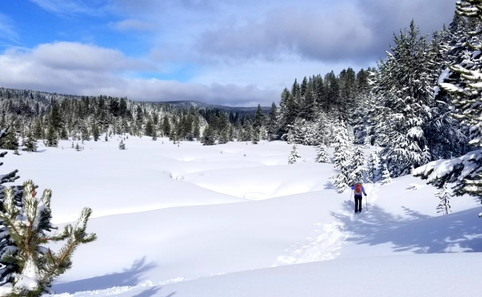 Skier on DeLacy Creek Trail photo