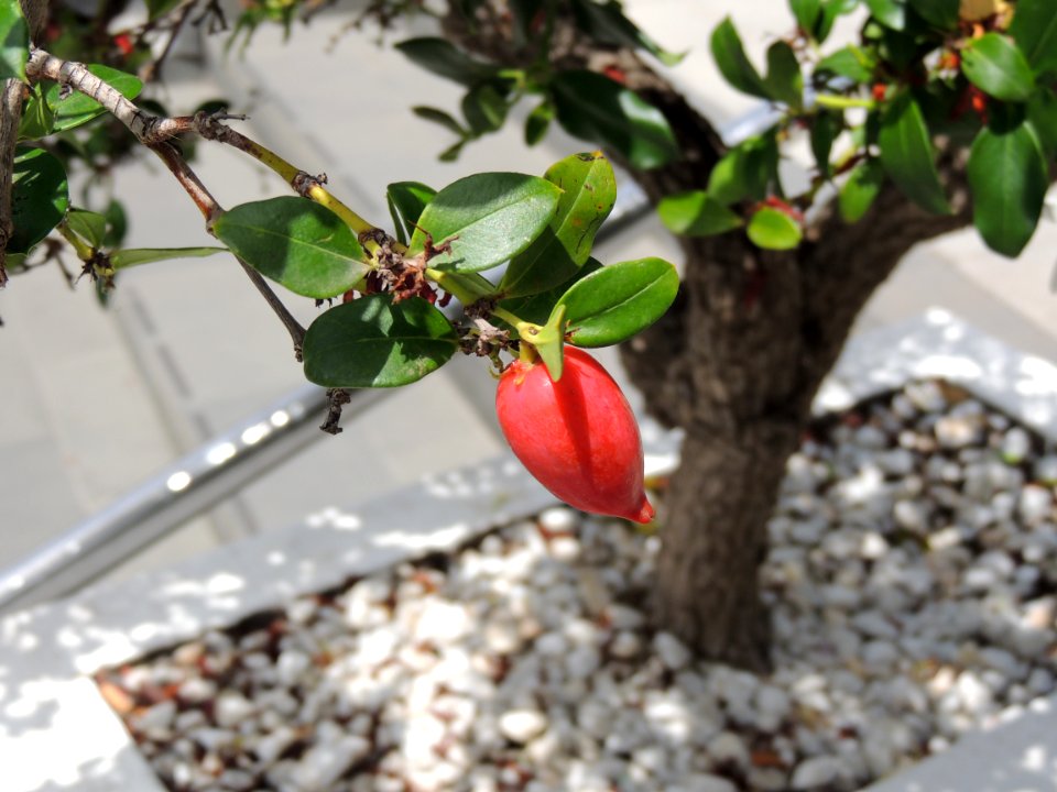 Carissa macrocarpa (Eckl.) A. DC. Apocynaceae.