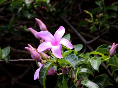 Cryptostegia madagascariensis Bojer ex Decne. Apocynaceae. "Juanita". photo