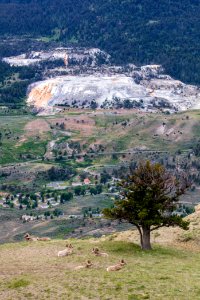 Bighorn rams resting on Mount Everts