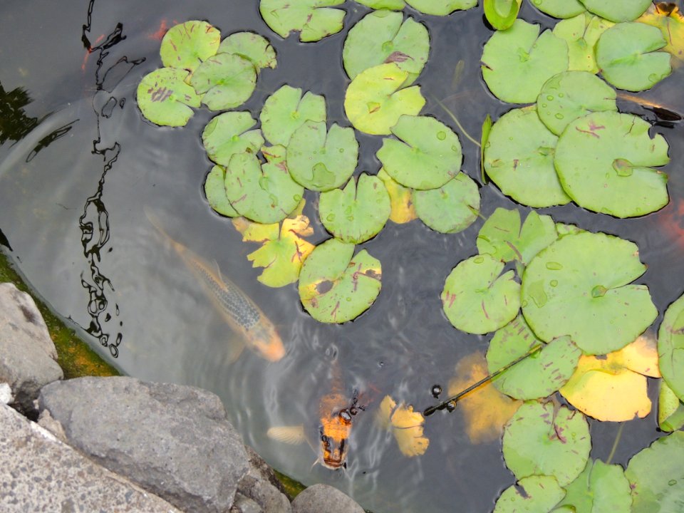 Nymphaea sp. Nymphaeaceae.