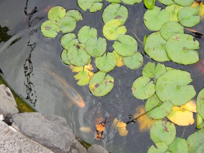 Nymphaea sp. Nymphaeaceae.