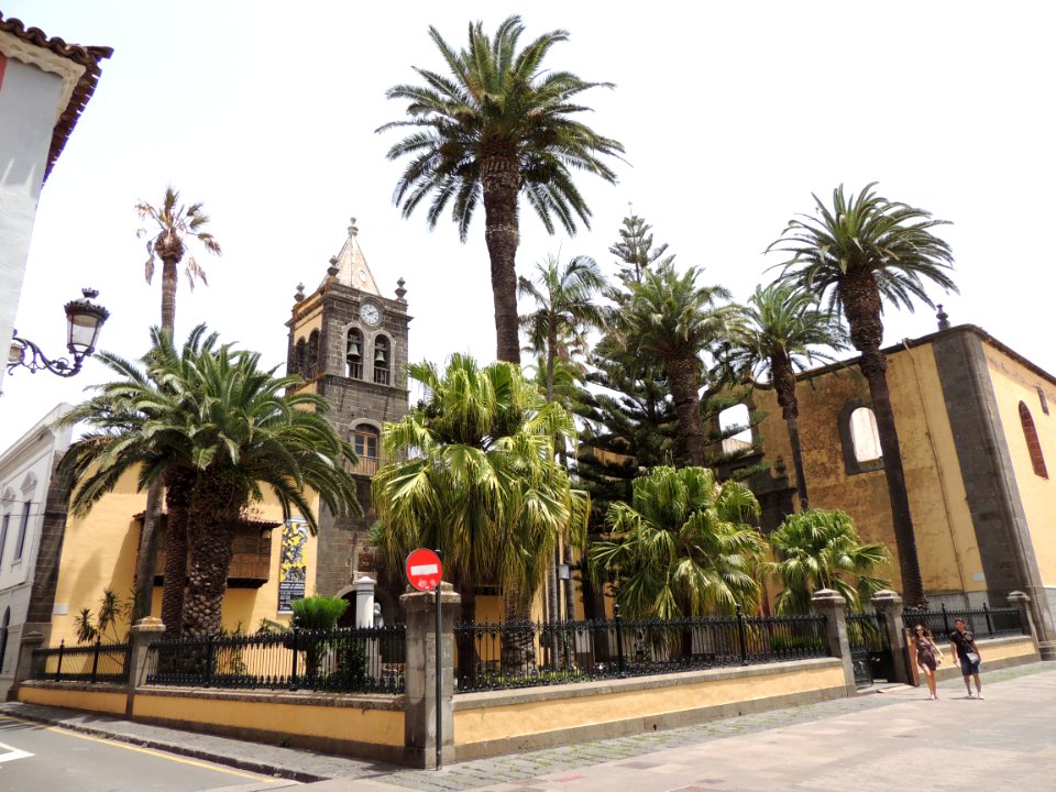 Varias palmeras y una araucaria en el patio del Instituto Cabrera Pinto
