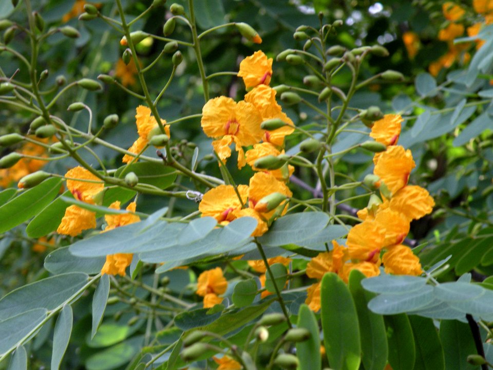 Tipuana tipu (Benth.) Kuntze. Fabaceae o Leguminosae. "Tipa".