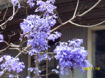 Jacaranda mimosifolia D. Don. Bignoniaceae. "Jacarandá".