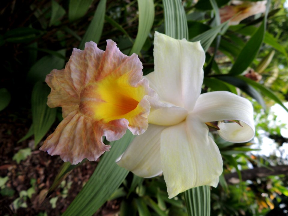Sobralia x mirabilis (Sobralia macrantha Lindl. x veitchii). Orchidaceae.