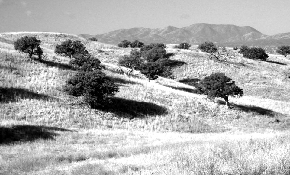 SAN RAFAEL VALLEY GRASSLANDS, SE of Patagonia, scc, az (4-27-14) -02 BW photo